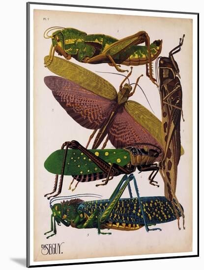 Insects, Plate 16-null-Mounted Giclee Print