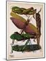 Insects, Plate 16-null-Mounted Giclee Print