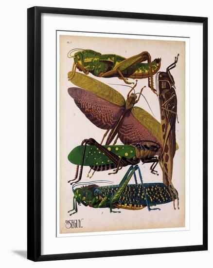 Insects, Plate 16-null-Framed Giclee Print