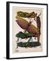 Insects, Plate 16-null-Framed Giclee Print