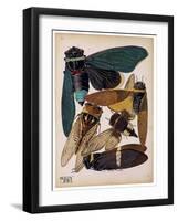 Insects, Plate 1-null-Framed Giclee Print