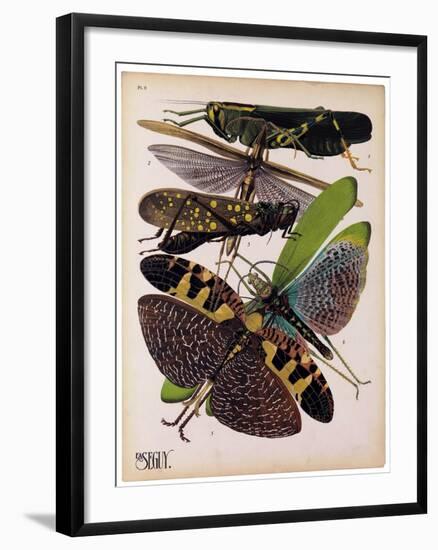 Insects, Plate 2-null-Framed Giclee Print