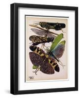 Insects, Plate 2-null-Framed Giclee Print