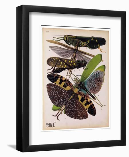 Insects, Plate 2-null-Framed Giclee Print