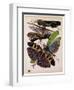 Insects, Plate 2-null-Framed Giclee Print