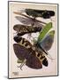 Insects, Plate 2-null-Mounted Giclee Print