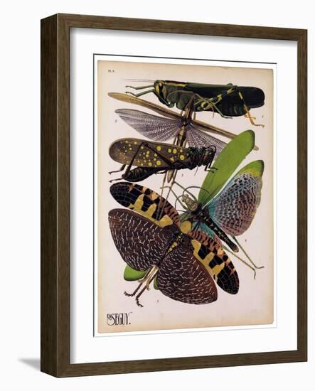 Insects, Plate 2-null-Framed Giclee Print