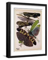 Insects, Plate 2-null-Framed Giclee Print