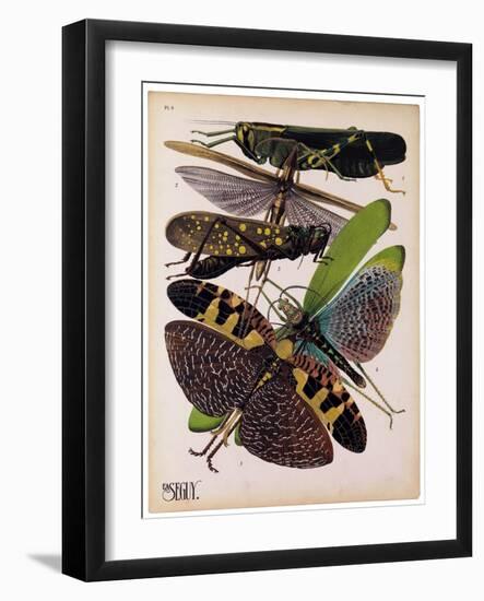 Insects, Plate 2-null-Framed Giclee Print