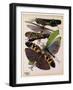 Insects, Plate 2-null-Framed Giclee Print