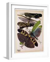 Insects, Plate 2-null-Framed Giclee Print