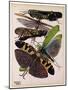 Insects, Plate 2-null-Mounted Giclee Print