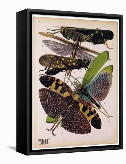 Insects, Plate 2-null-Framed Stretched Canvas