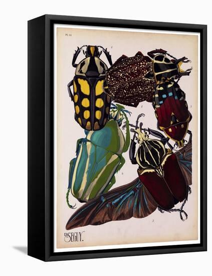 Insects, Plate 3-null-Framed Stretched Canvas