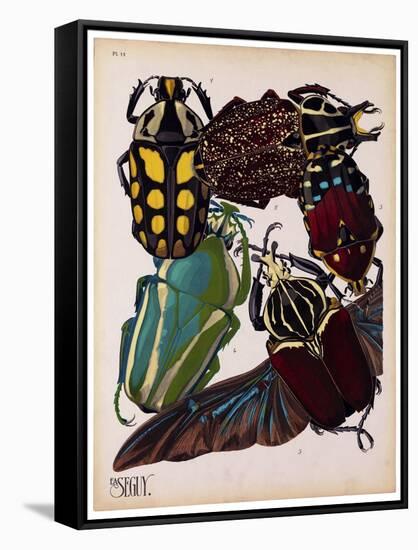 Insects, Plate 3-null-Framed Stretched Canvas