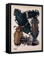 Insects, Plate 4-null-Framed Stretched Canvas