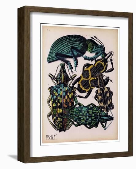 Insects, Plate 6-null-Framed Giclee Print