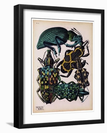 Insects, Plate 6-null-Framed Giclee Print