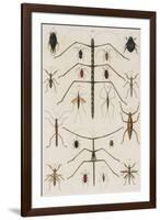 Insects, Seba's Thesaurus, 1734-Science Source-Framed Giclee Print
