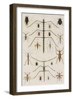 Insects, Seba's Thesaurus, 1734-Science Source-Framed Giclee Print