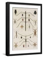 Insects, Seba's Thesaurus, 1734-Science Source-Framed Giclee Print