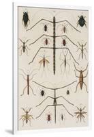 Insects, Seba's Thesaurus, 1734-Science Source-Framed Giclee Print