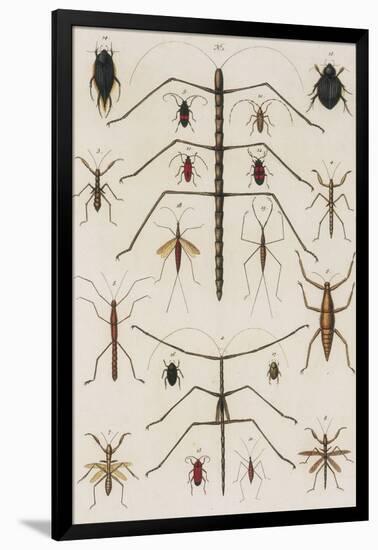 Insects, Seba's Thesaurus, 1734-Science Source-Framed Giclee Print