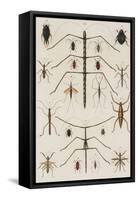 Insects, Seba's Thesaurus, 1734-Science Source-Framed Stretched Canvas