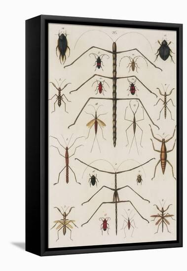 Insects, Seba's Thesaurus, 1734-Science Source-Framed Stretched Canvas