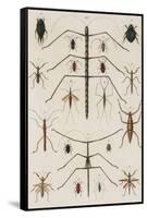 Insects, Seba's Thesaurus, 1734-Science Source-Framed Stretched Canvas