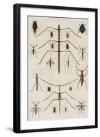 Insects, Seba's Thesaurus, 1734-Science Source-Framed Giclee Print