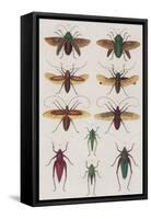 Insects, Seba's Thesaurus, 1734-Science Source-Framed Stretched Canvas