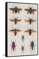 Insects, Seba's Thesaurus, 1734-Science Source-Framed Stretched Canvas