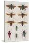 Insects, Seba's Thesaurus, 1734-Science Source-Stretched Canvas