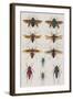 Insects, Seba's Thesaurus, 1734-Science Source-Framed Giclee Print