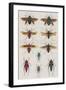 Insects, Seba's Thesaurus, 1734-Science Source-Framed Giclee Print