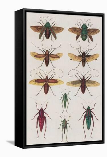 Insects, Seba's Thesaurus, 1734-Science Source-Framed Stretched Canvas