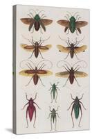 Insects, Seba's Thesaurus, 1734-Science Source-Stretched Canvas