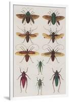 Insects, Seba's Thesaurus, 1734-Science Source-Framed Giclee Print