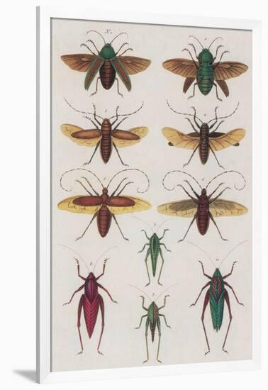 Insects, Seba's Thesaurus, 1734-Science Source-Framed Giclee Print