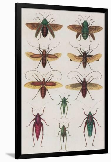 Insects, Seba's Thesaurus, 1734-Science Source-Framed Giclee Print