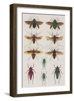 Insects, Seba's Thesaurus, 1734-Science Source-Framed Giclee Print