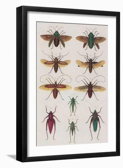 Insects, Seba's Thesaurus, 1734-Science Source-Framed Giclee Print