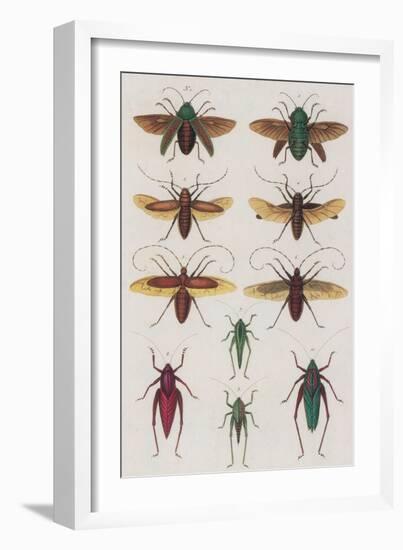 Insects, Seba's Thesaurus, 1734-Science Source-Framed Giclee Print