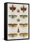 Insects, Seba's Thesaurus, 1734-Science Source-Framed Stretched Canvas