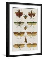 Insects, Seba's Thesaurus, 1734-Science Source-Framed Giclee Print