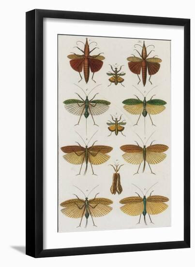 Insects, Seba's Thesaurus, 1734-Science Source-Framed Giclee Print