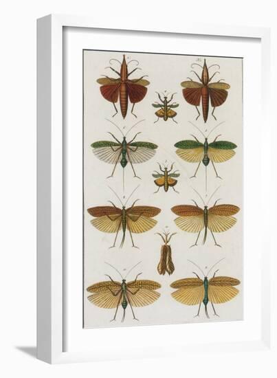 Insects, Seba's Thesaurus, 1734-Science Source-Framed Giclee Print