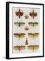 Insects, Seba's Thesaurus, 1734-Science Source-Framed Giclee Print