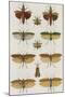 Insects, Seba's Thesaurus, 1734-Science Source-Mounted Giclee Print